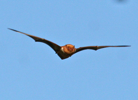 Eastern Red Bat